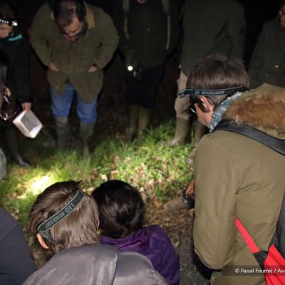 Le groupe observant la rainette verte