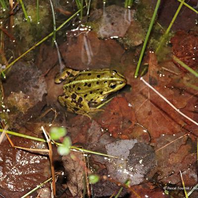 Une belle grenouille verte