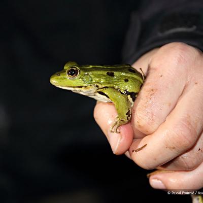 La grenouille verte qui sera bientôt remise à l'endroit où elle a été prise