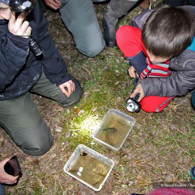 Des tritons vus pour la première fois par la plupart des participants